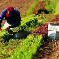 Agricoltura, bloccati in Abruzzo i contratti provinciali